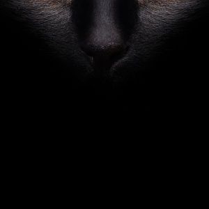 Meet your Posher, Rachelle